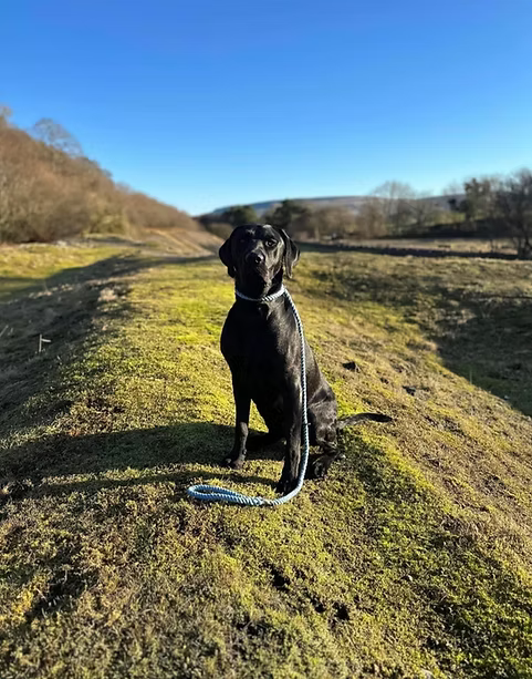 Askrigg Rope Dog Collar