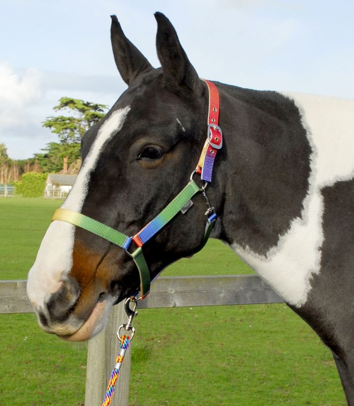Rhinegold Rainbow Headcollar and Leadrope set