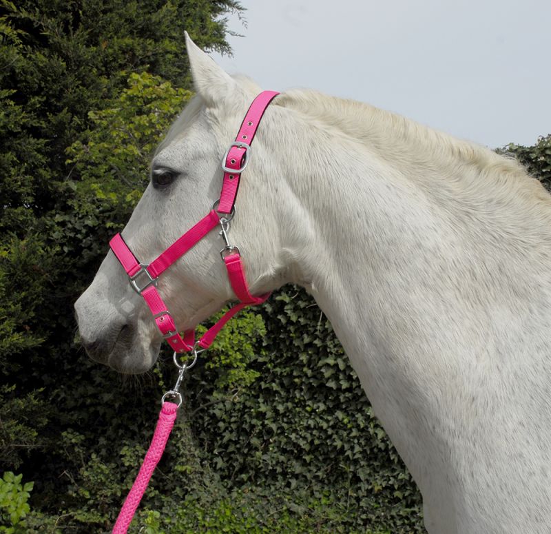 Rhinegold Carnival Headcollar & Lead Rope Set