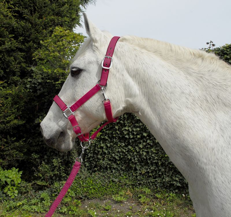 Rhinegold Carnival Headcollar & Lead Rope Set