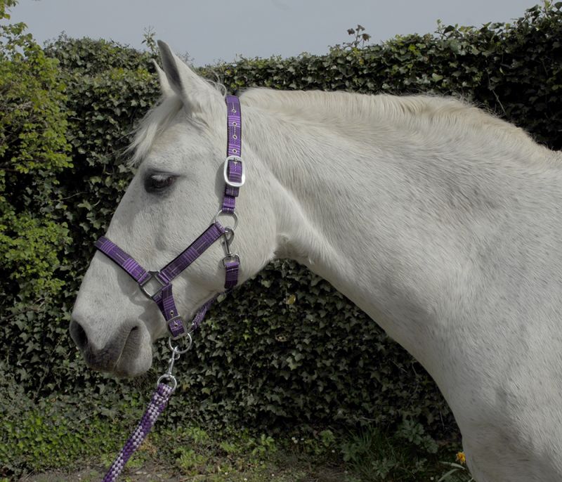 Rhinegold Carnival Head collar and leadrope set