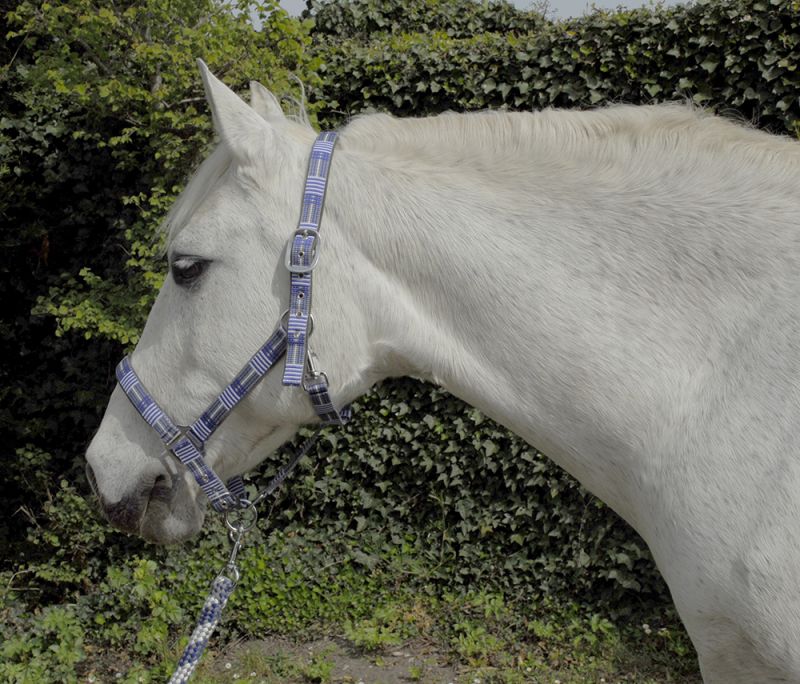Rhinegold Carnival Head collar and leadrope set