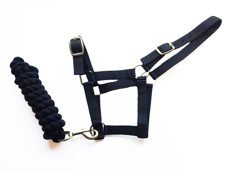 Harlequin Headcollar and leadrope Set