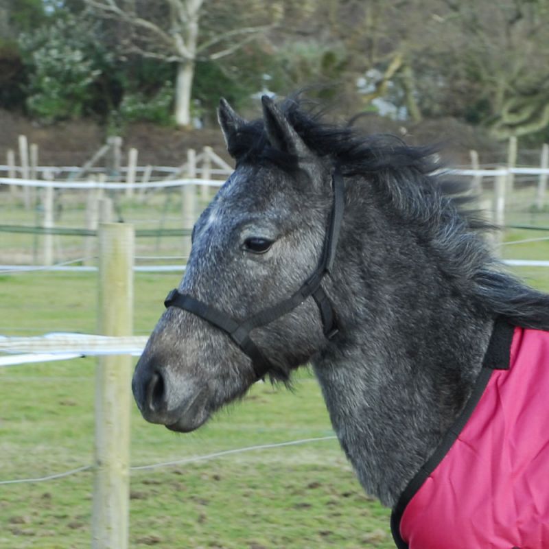 Rhinegold (Metal Free) Field Safe Headcollar