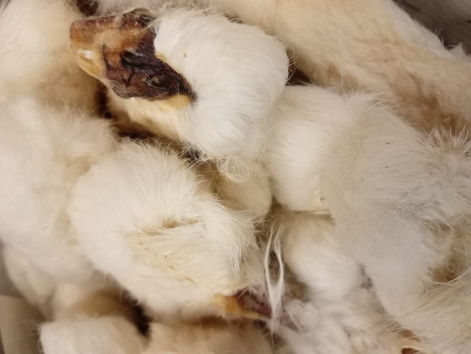 Rabbit Feet